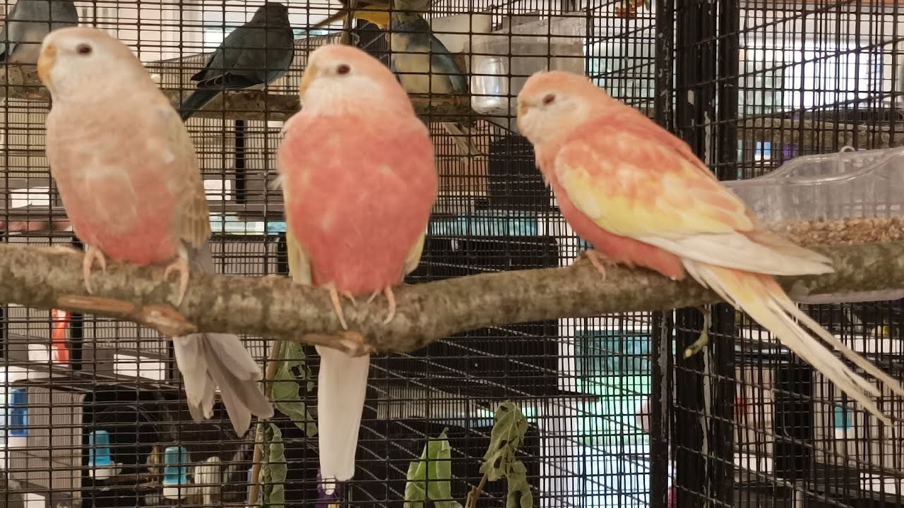 Bourse aux oiseaux de Brazey-en-plaine (21) les 12 & 13 octobre 2024 🦜🐦🦜🐦 (vid25)