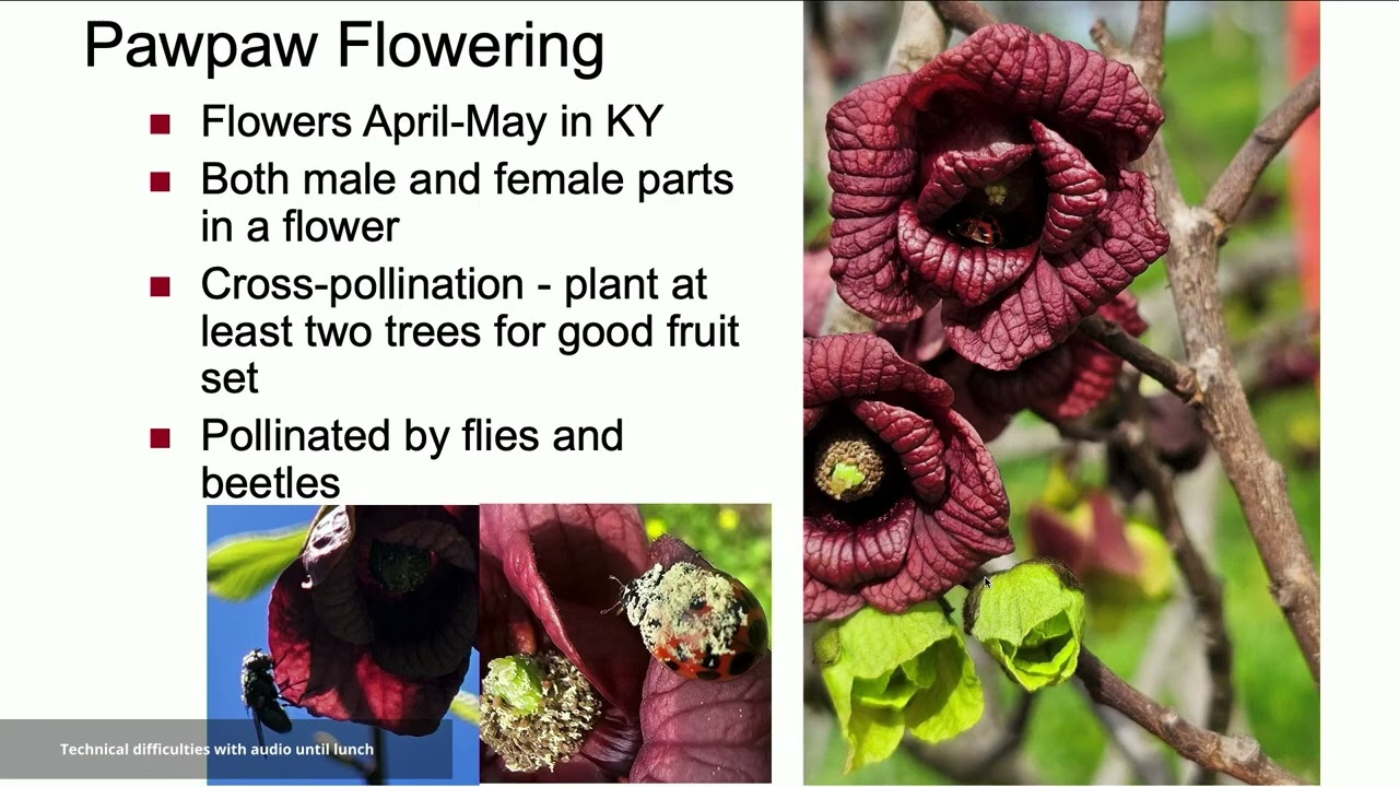 Pawpaw Research and Production