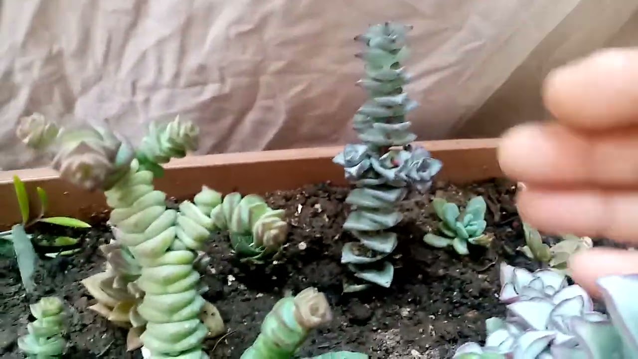 Yeni gelenle🤗🤗#plants #papatya #bahar #çiçekler #toprak #çiçekdikimi #garden