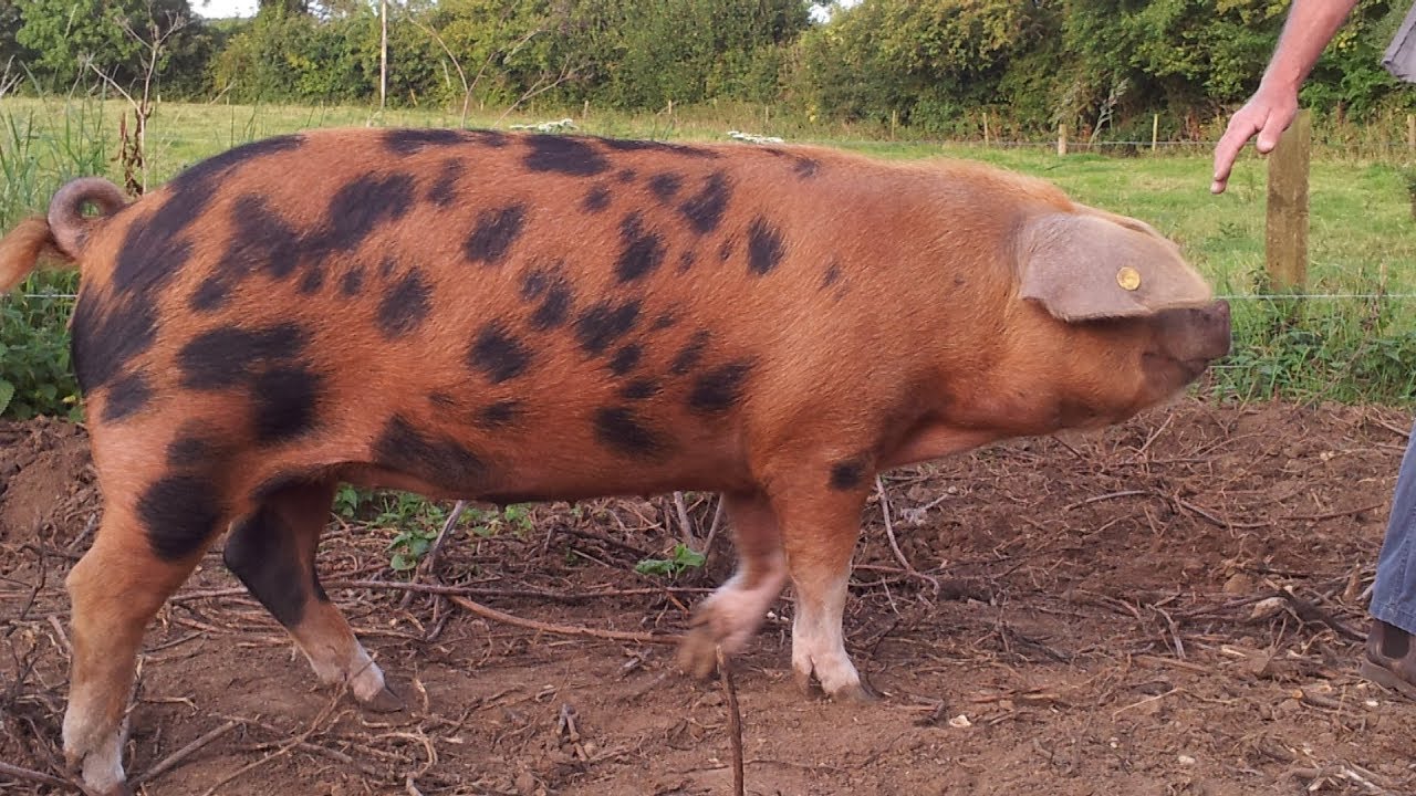 Oxford Sandy and Black Pigs | Hardy Docile Prolific