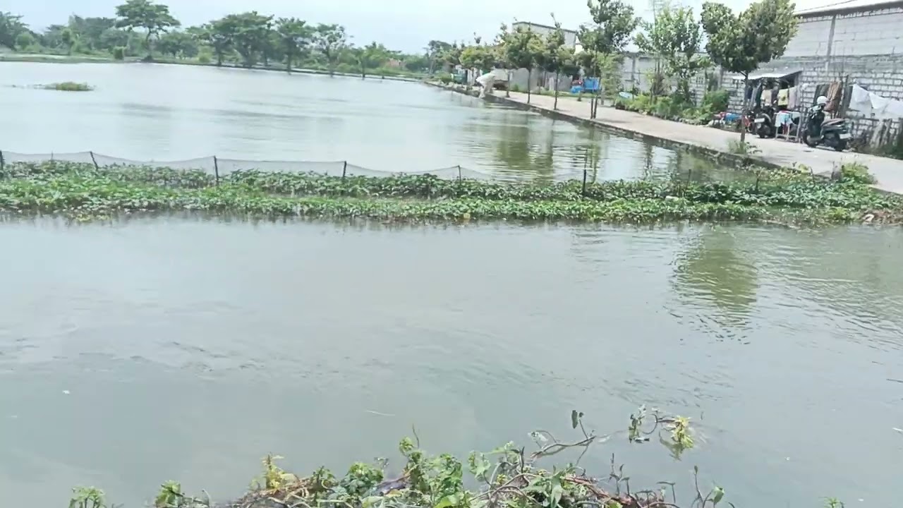 KONDISI BANJIR 14 JANUARI 2026 GLAGAH LAMONGAN DAN KOMENTAR EMAK EMAK