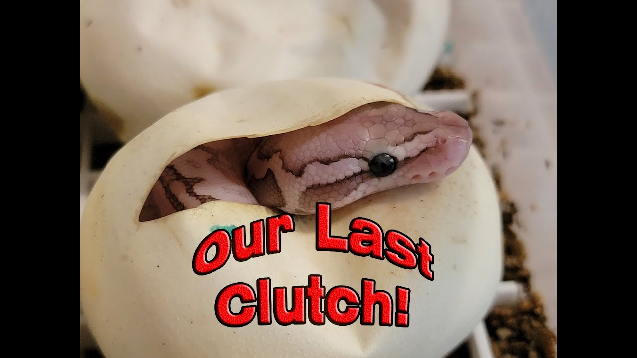 Our Last Clutch of the Year!!!