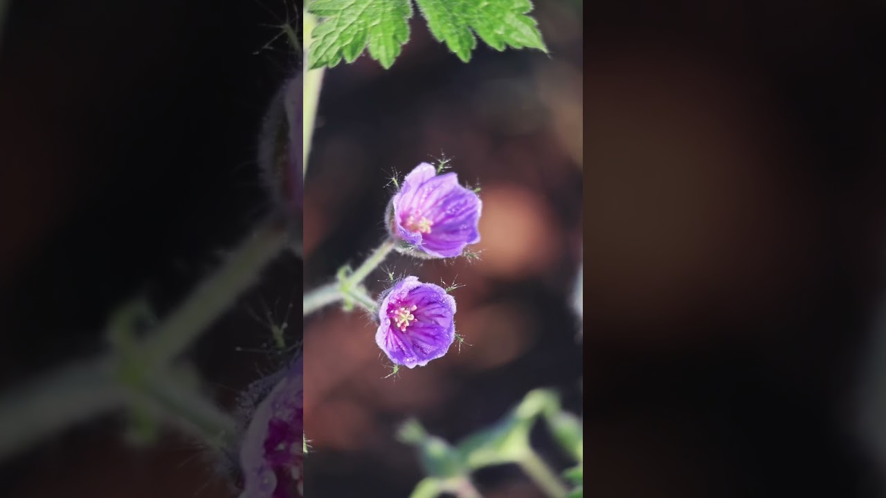 Growing Geranium Bohemicum Orchid Blue from seed