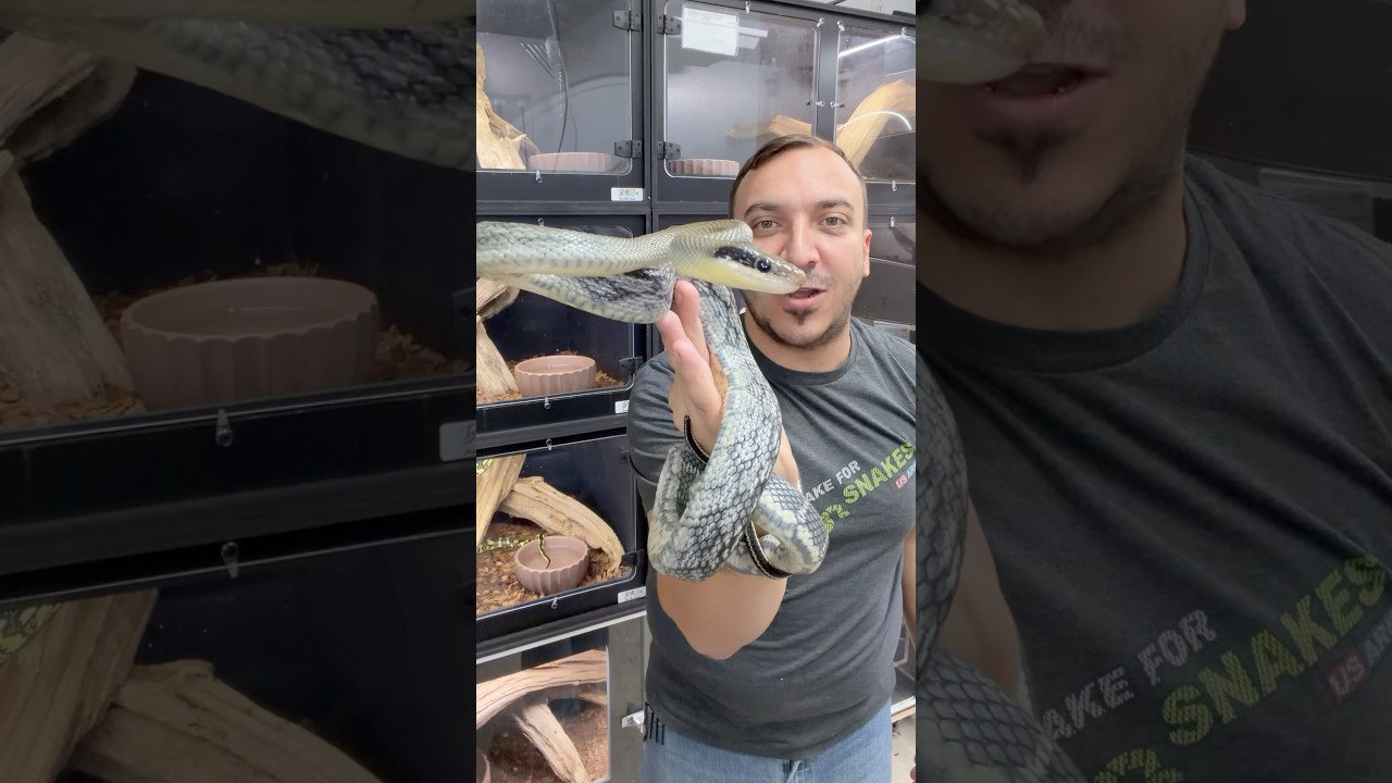 Дикие синие змеи!!!