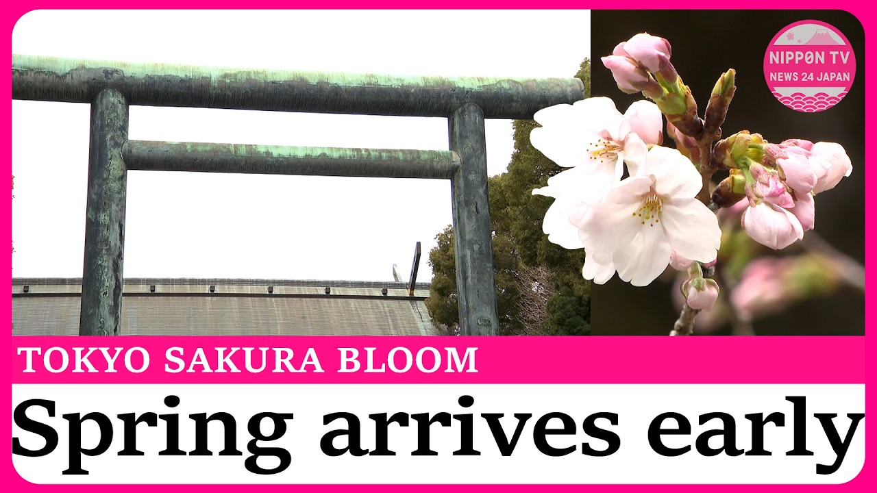 Tokyo’s cherry blossoms bloom early, spark cheers at Yasukuni Shrine
