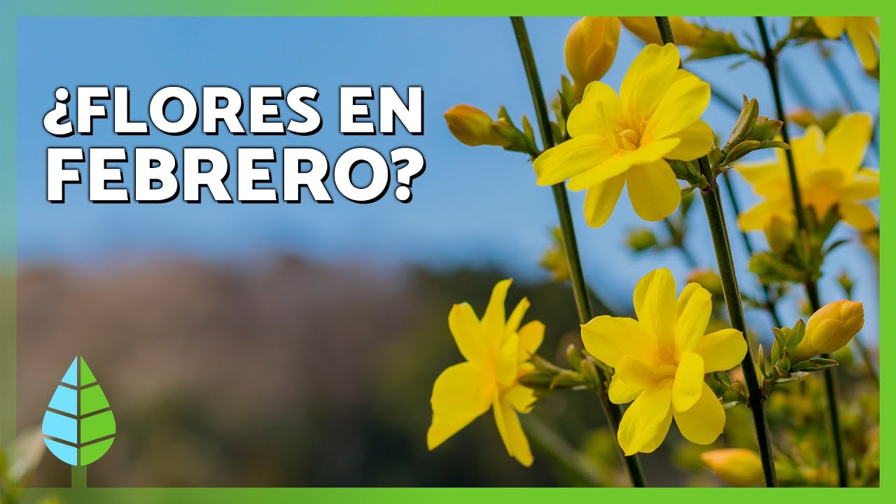Estas 10 FLORES de FEBRERO son espectaulares 🌸Descubre las más hermosas que pueden FLORECER este mes