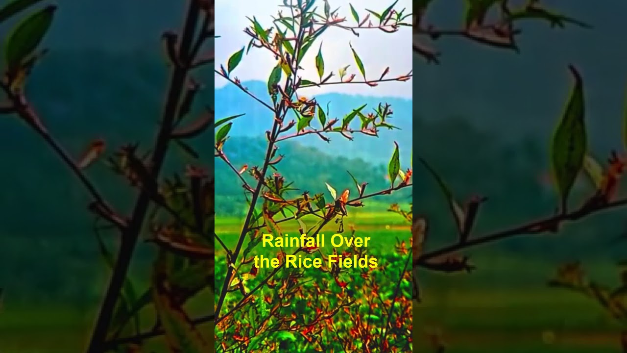 Rainfall Over the Rice Fields | Relaxing Hillside View #shorts