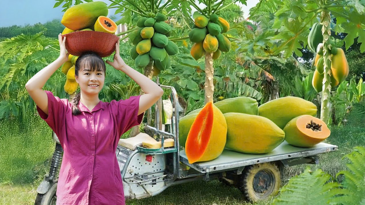 Harvesting Ripe Papayas Fresh Papaya Cooking & Countryside Market Selling