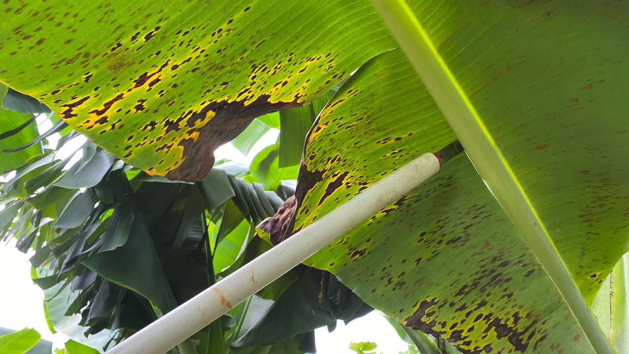 COMO SE HACE DESHOJE DE SIGATOKA EN BANANO Y PLATANO.