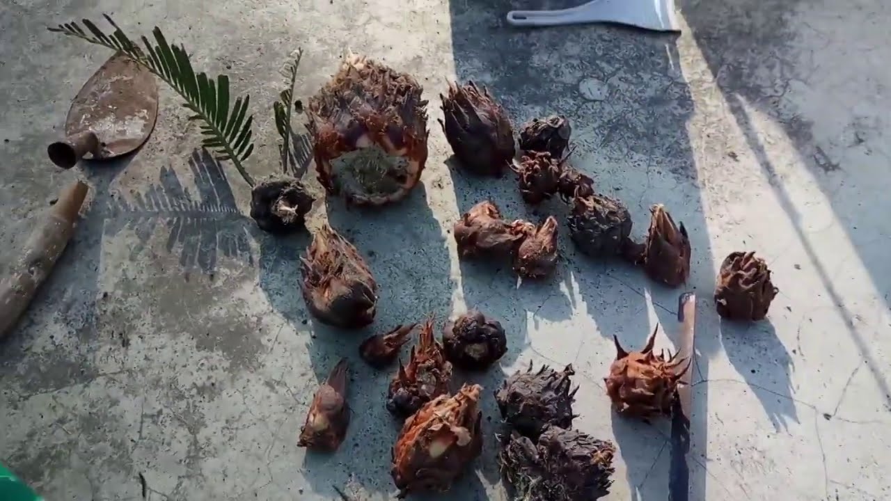 CARA CEPAT MERANGSANG UMBI CYCAS PAKIS HAJI TUMBUH AKAR.