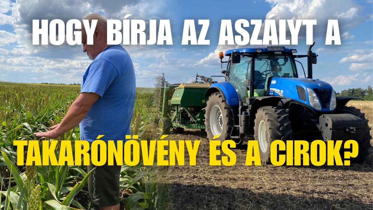 Zöldtrágya vetés aszályban – Cirok augusztusi állapot