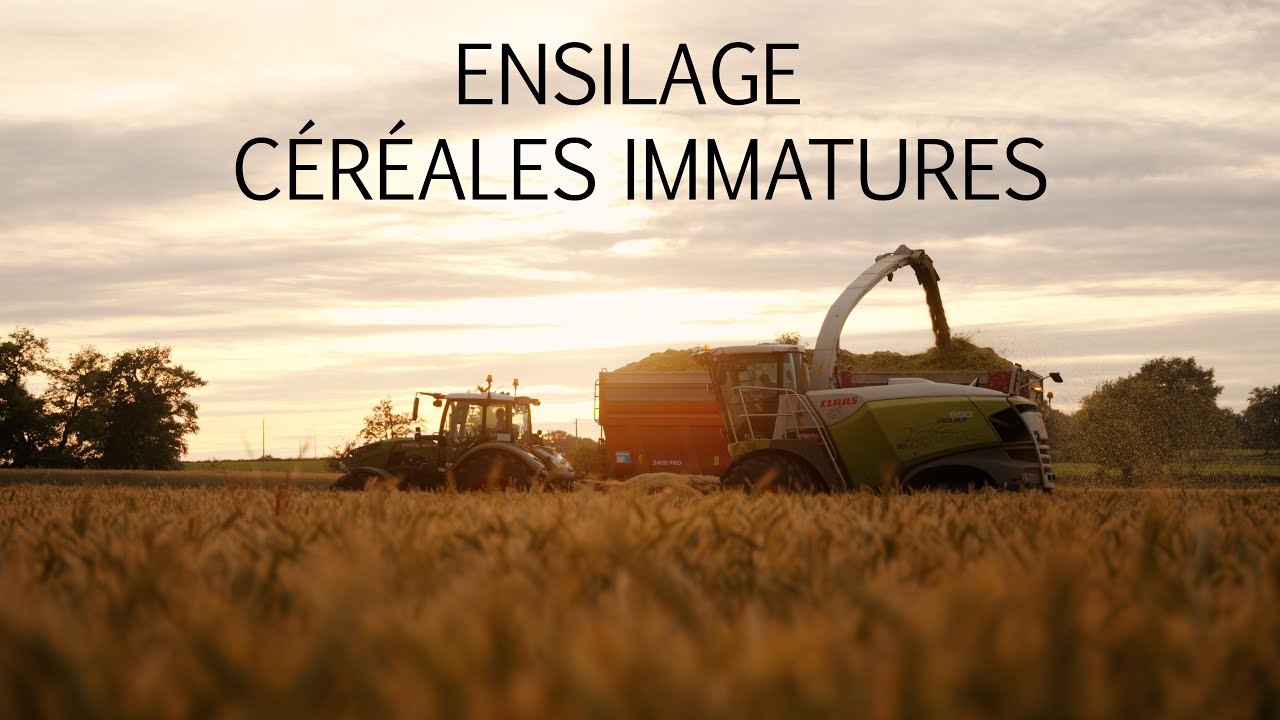 🇫🇷 ENSILAGE de céréales immatures 2024 🇫🇷 🌾
