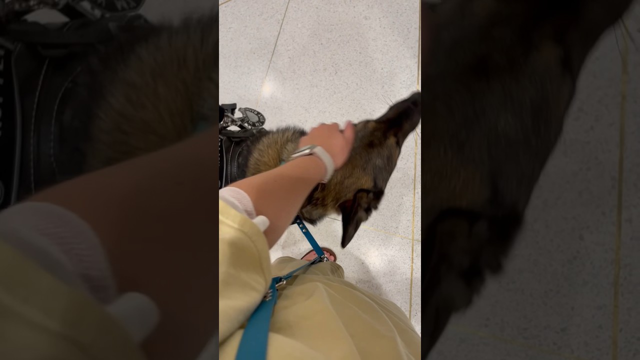 Service Dog Goes to Mayo Clinic For the First Time