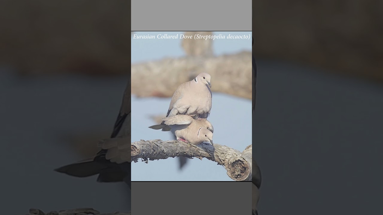 Eurasian collared doves, mating sequence #wildlife #dove #matingseason
