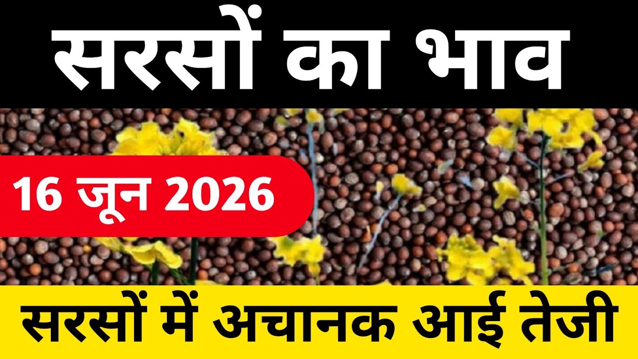 16 जून 2026 सरसों में अचानक आई तेजी,आज के ताजा मंडी भाव,sarso mandi bhav,sarso ka taza bhav,#सरसो 