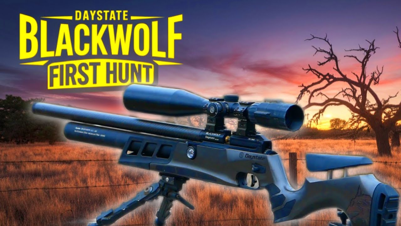 Daystate Black Wolf .30 UNLEASHED! Fox Hunting with Serious PCP Power")
