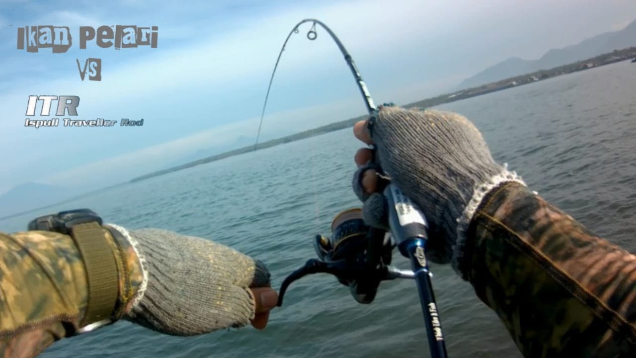 Panen!! Mancing Ikan Kuro Umpan Microjig I Ispull Travel Rod Gen 2 I Ultralight Fishing #mancing