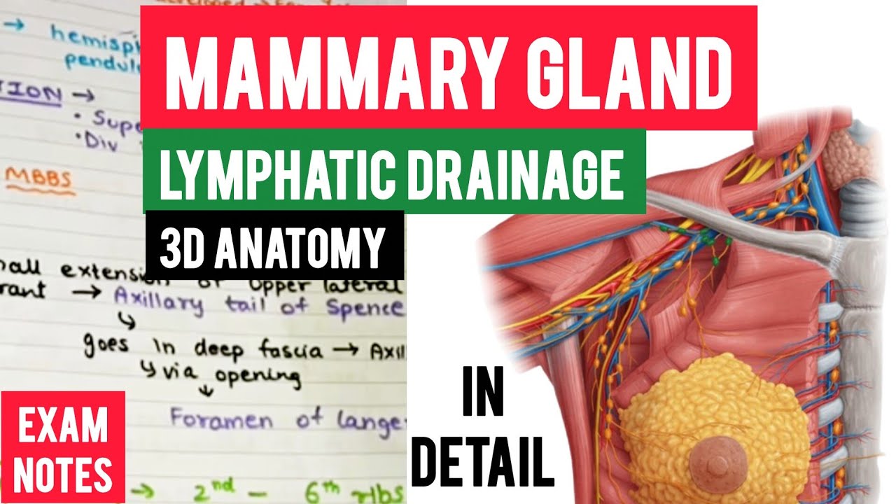Lymphatic drainage of breast in hindi | Mammary gland lymphatic drainage anatomy in hindi