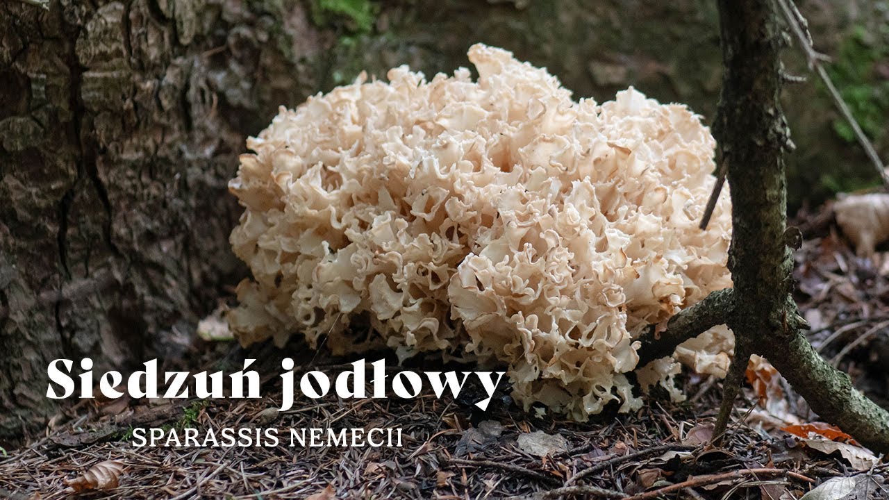 8.10.25 - Siedzuń jodłowy (Sparassis nemecii) - jadalny, ale pod ochroną i rzadki