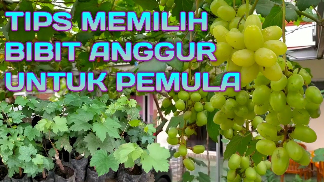 MEMILIH BIBIT ANGGUR UNTUK PEMULA