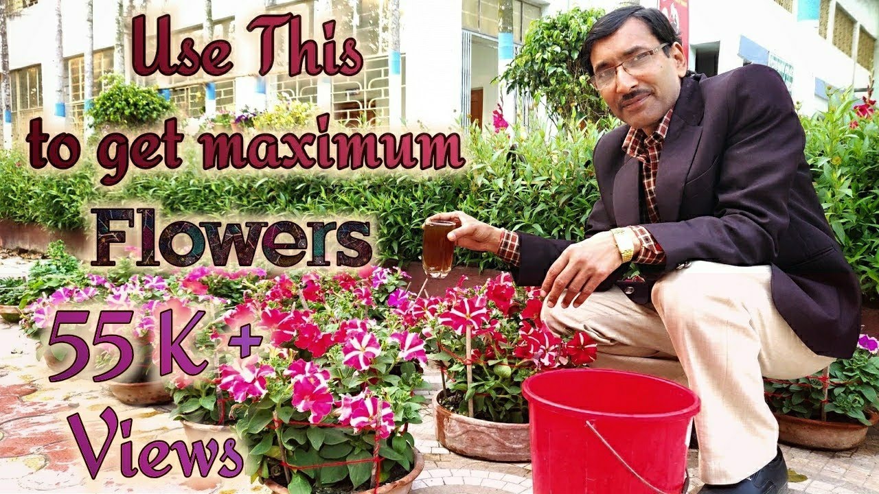 Use this Homemade Solution to Get Maximum Flowering in your Plants