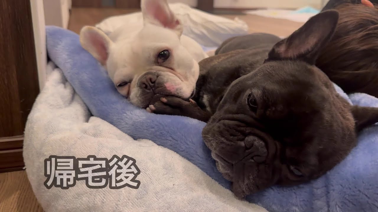 どうしようもないおっさんとフレンチブルドッグの物語です。