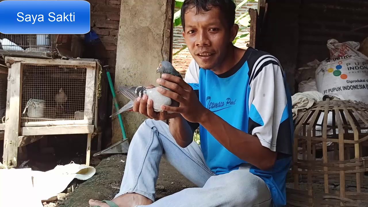 merpati pos jadul atau tokol juara nginep dan merpati pos racing lepasan diatas 300KM