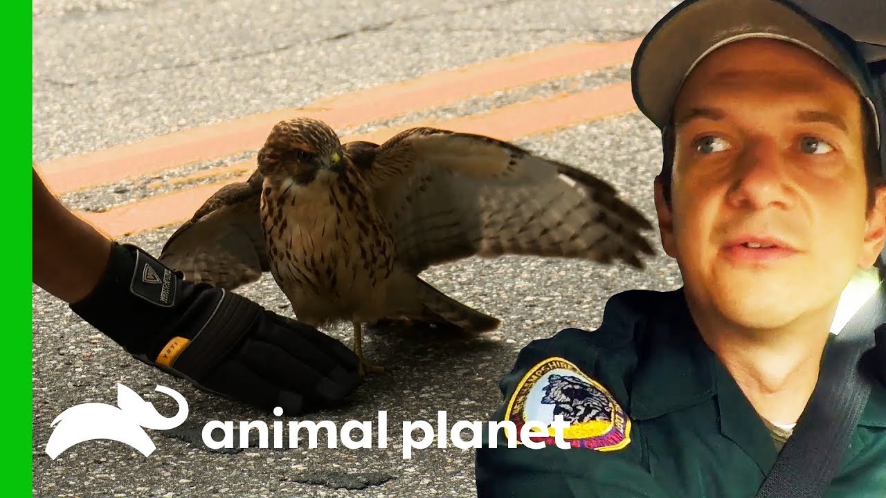 Conservation Officer Rescues Blind Hawk From Busy Road | North Woods Law