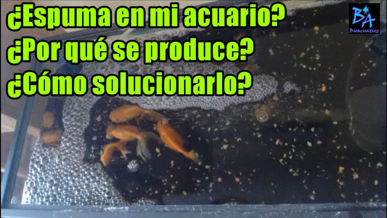 Por que hay espuma en mi acuario