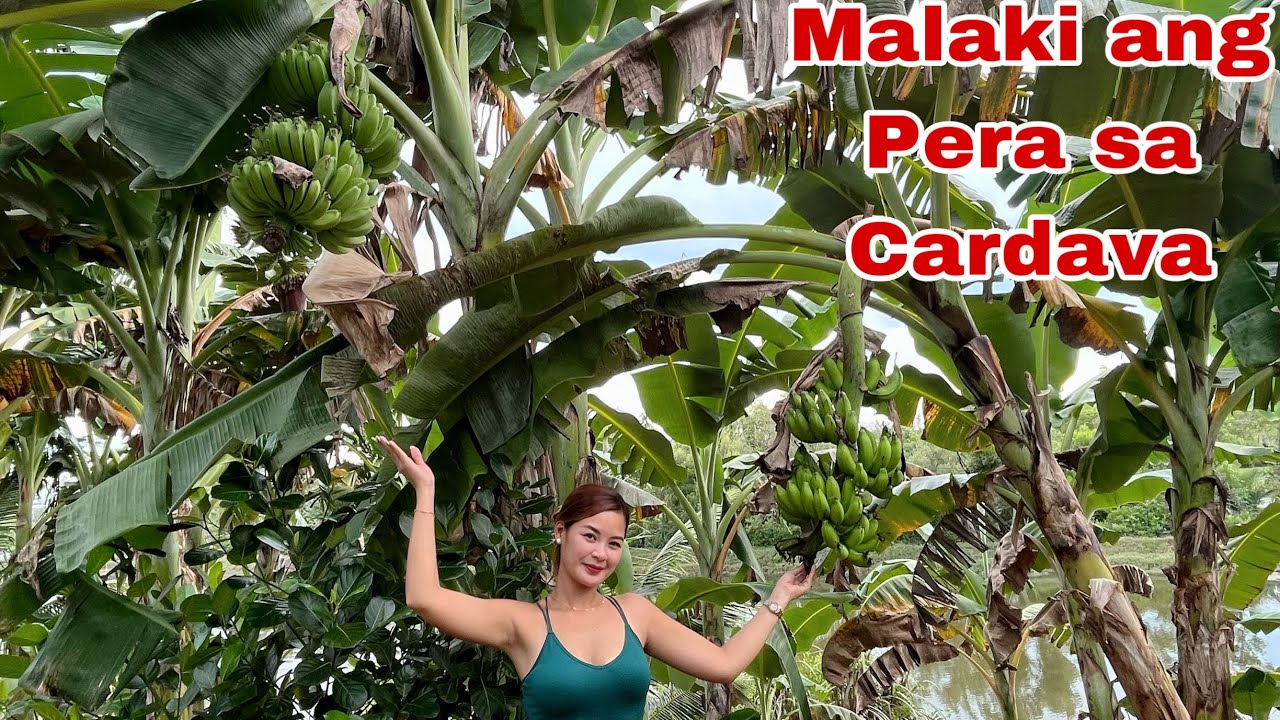 Dahilan kung bakit Wala akong Tigil nang Tanim nang Cardava|| Ganito pala kalake pwede kitain 😮🍌