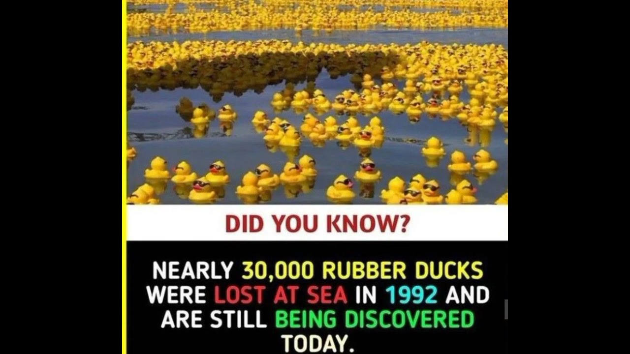 When Thousands of Rubber Ducks Were Accidentally Dumped into the Ocean