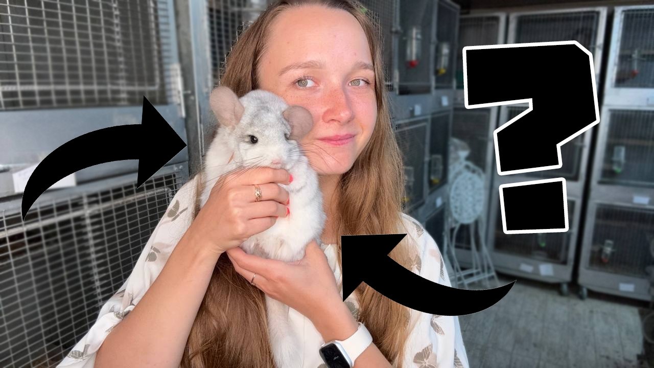 Как правильно держать шиншиллу на руках?