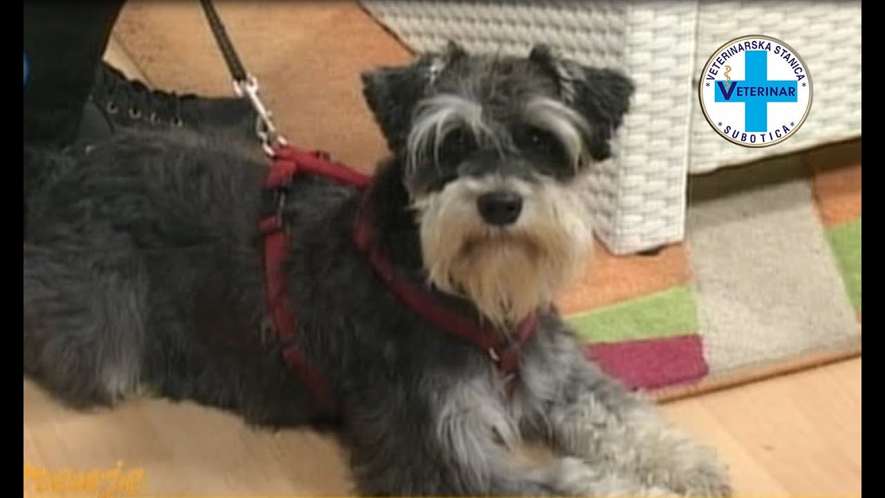 Patuljasti šnaucer - Maja Ivković Ivandekić, veterinar, RTV City