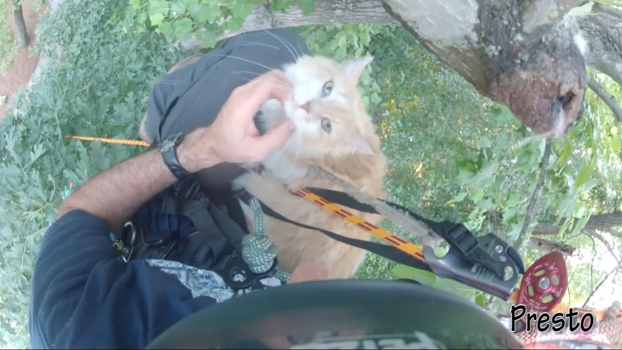 Cat stuck in a tree - who can you call for help?