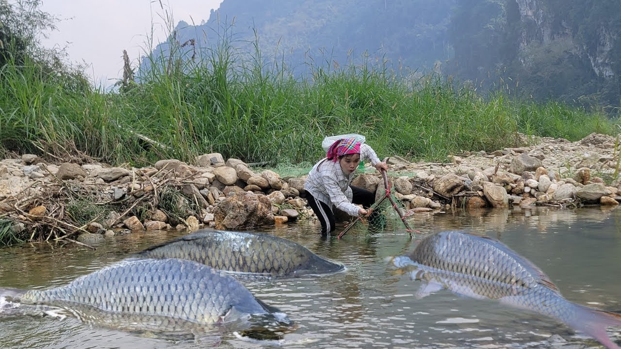 Meet a giant school of fish gathering right on the bank of the stream. use bare hands to catch fish