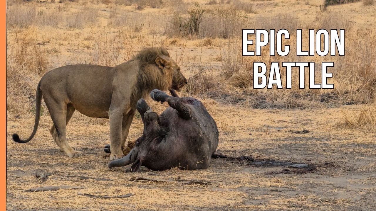 Epic Lion Battle in Ruaha’s Forbidden Glade | Full Documentary
