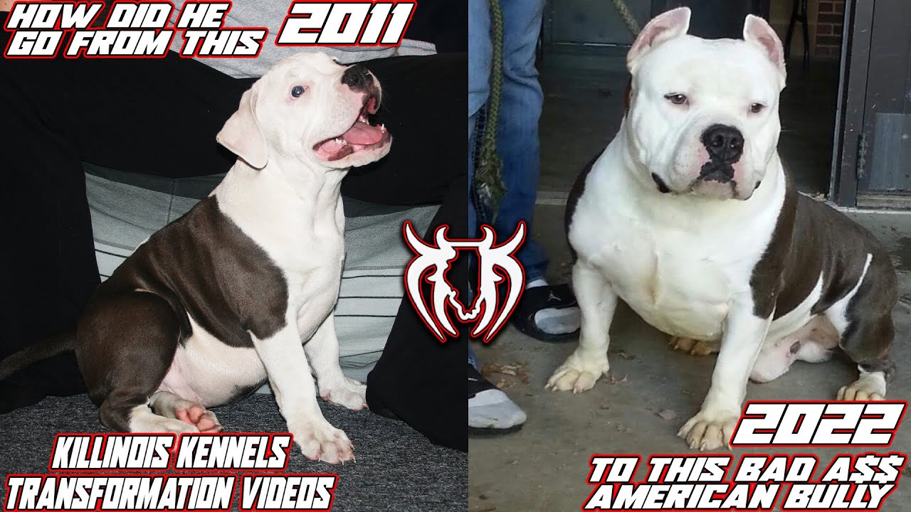 AMERICAN BULLY TRANSFORMATIONS!!!!! FROM 5 WEEKS OLD TO 11 YEARS OLD