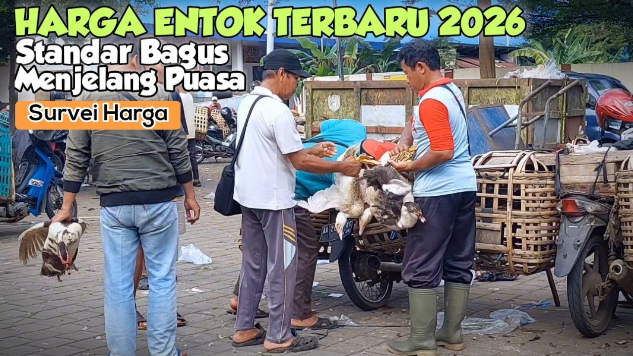 HARGA ENTOK TERBARU 2026 ! Ternak Entok Harga Standar Tinggi Jelang Puasa