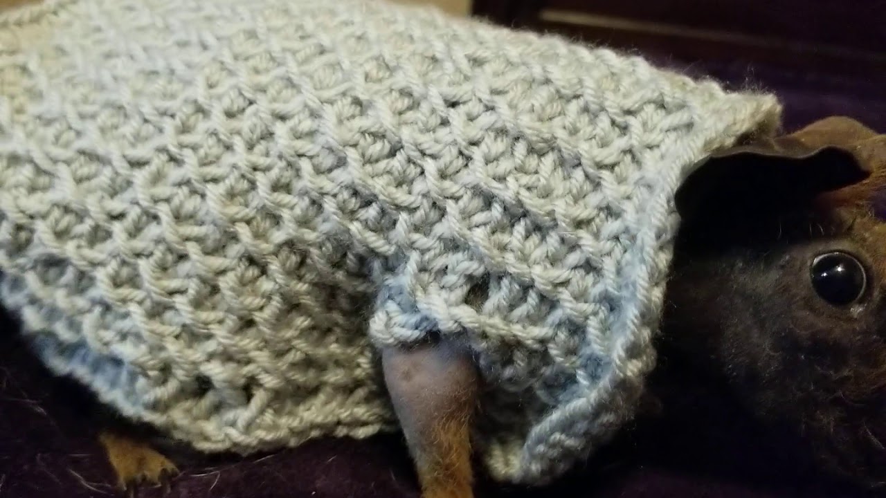 Venelope's second guinea pig sweater