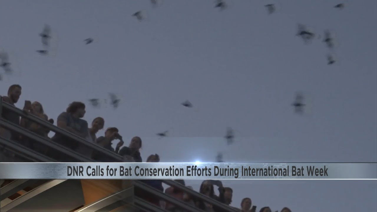 DNR calls for bat conservation efforts during International Bat Week