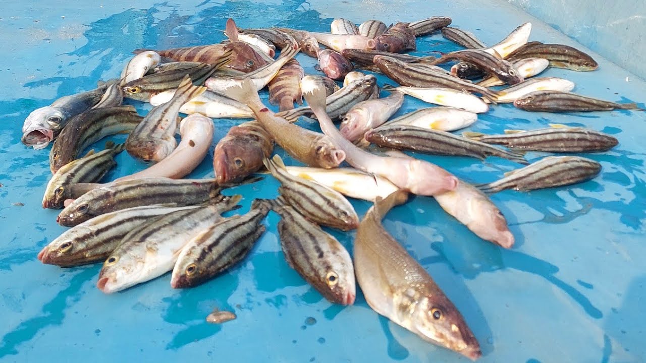 होडीमधून केली रेणवी माशाची मासेमारी 🎣#fishing #bot fishing 
