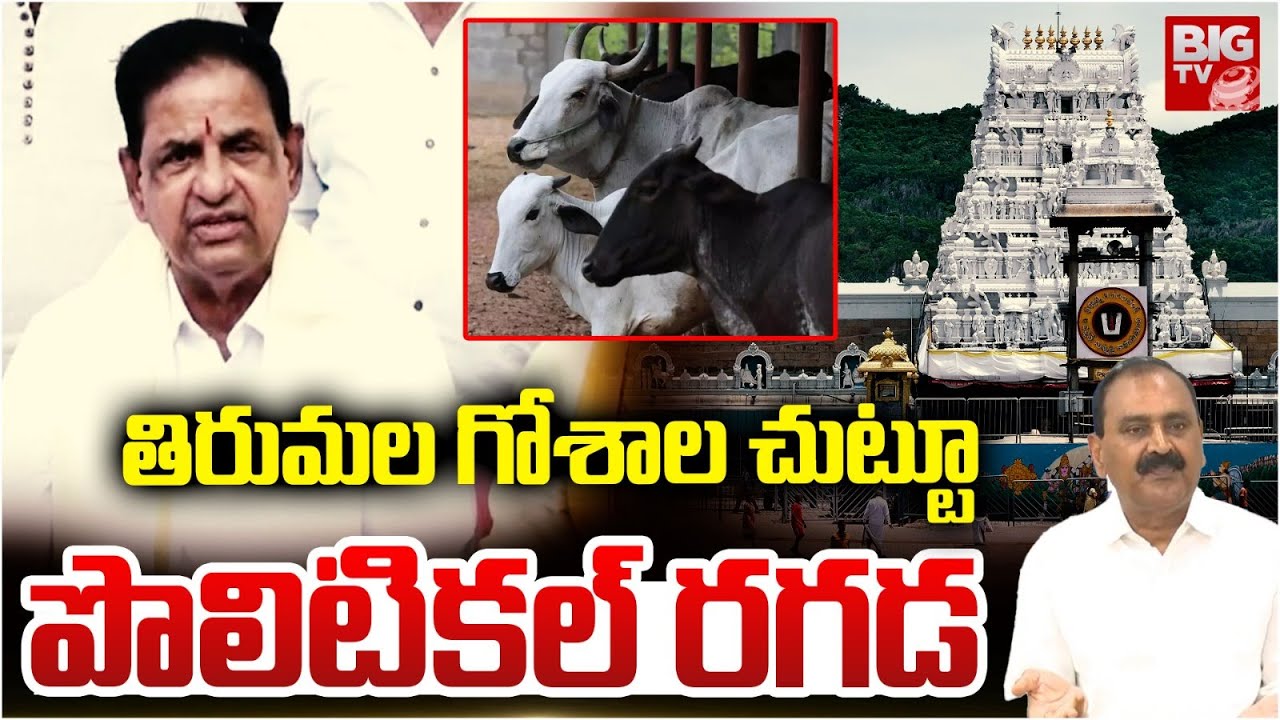 తిరుమల గోశాల చుట్టూ పొలిటికల్ రగడ | Tirumala Goshala Issue | TTD Latest News | BIGTV