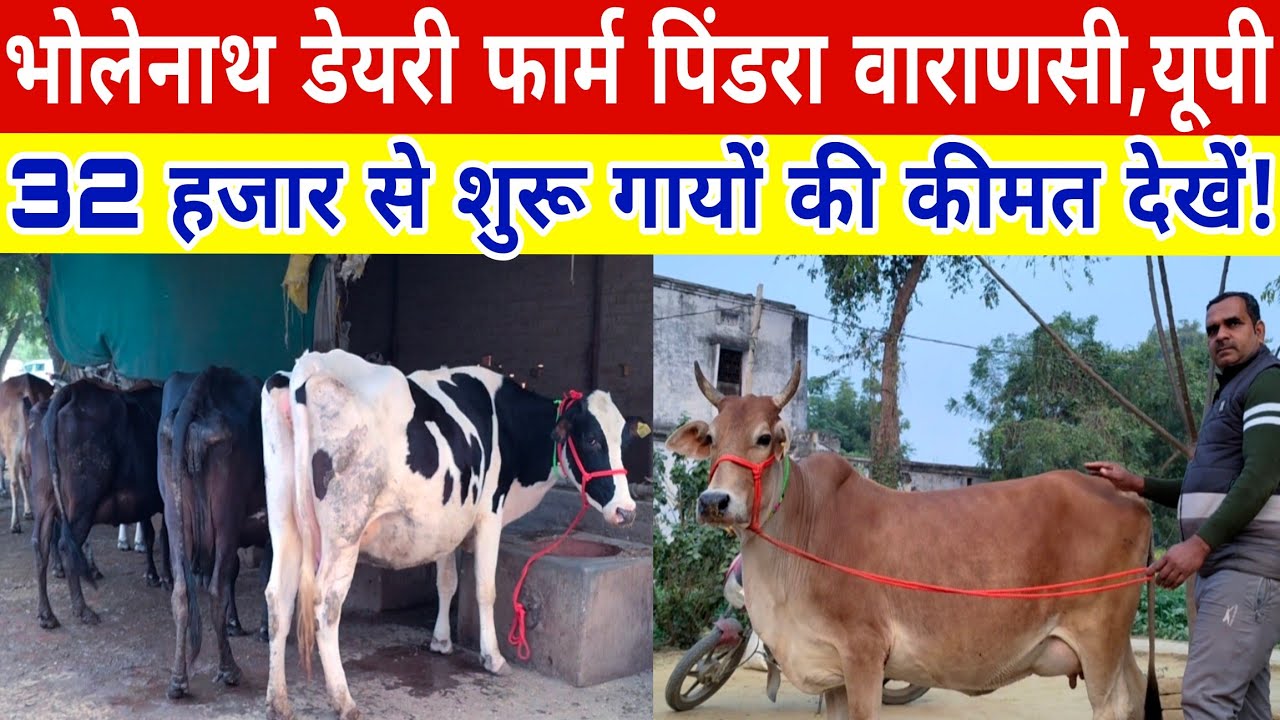 32 हजार रु. से शुरू गायों की कीमत वाराणसी यूपी में देखें/hf cross cow for sale in varanasi up/farm 