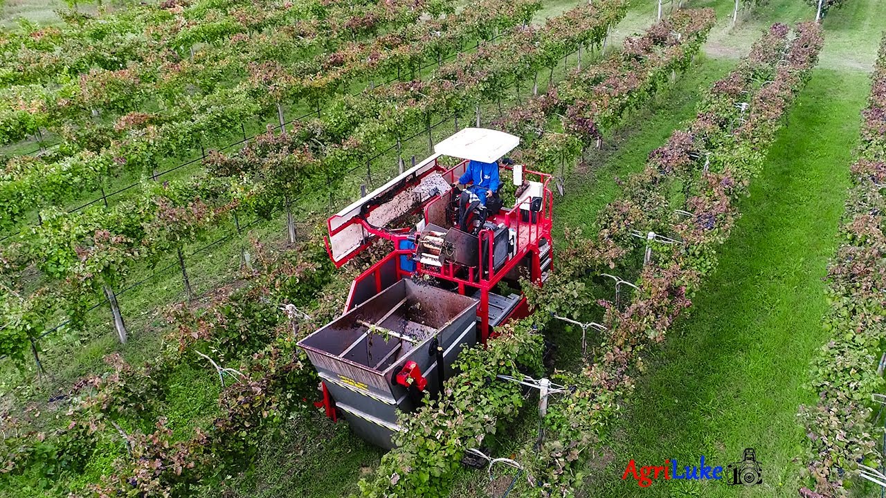 Vendemmia Meccanica Lambrusco | Gambuzzi Semovente