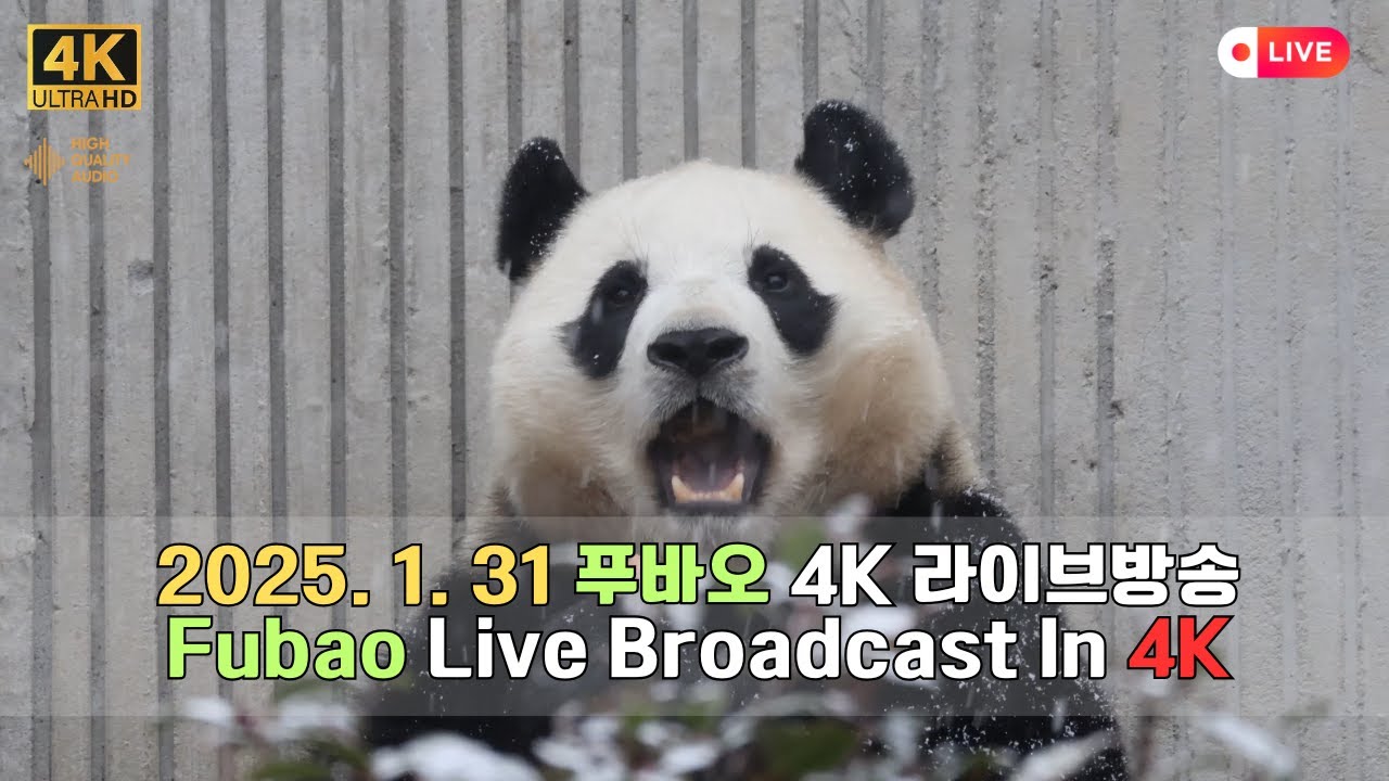 1월 31일의 푸바오의 하루를 4K 고화질 고음질 방송으로 만나보세요.(4K Fubao Live Broadcasting)