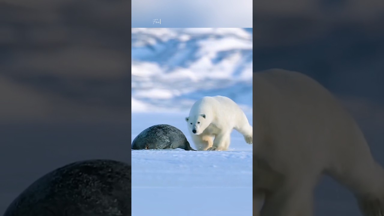 Polar Bear vs seal 🐨 🦭