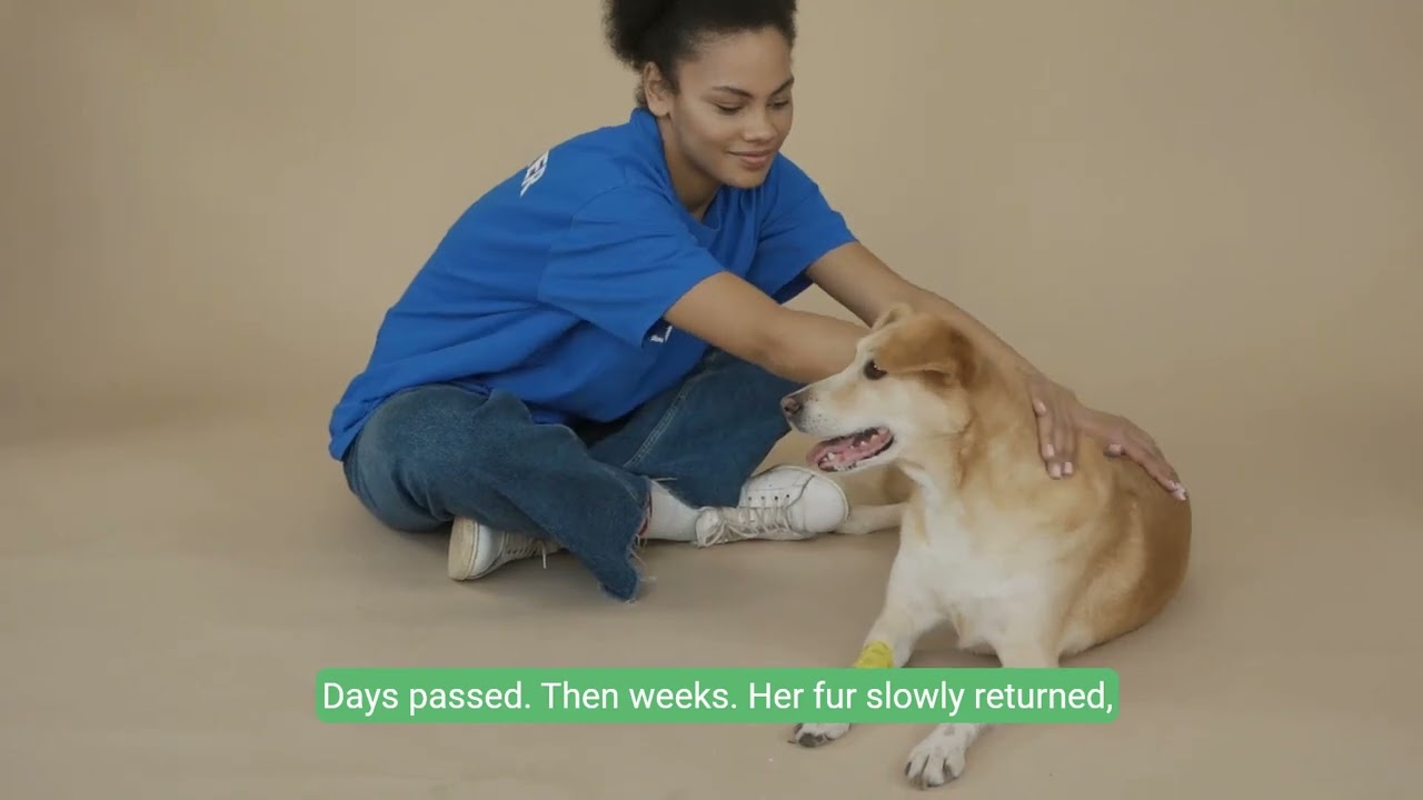 From Despair to Hope  --the protection of street dogs
