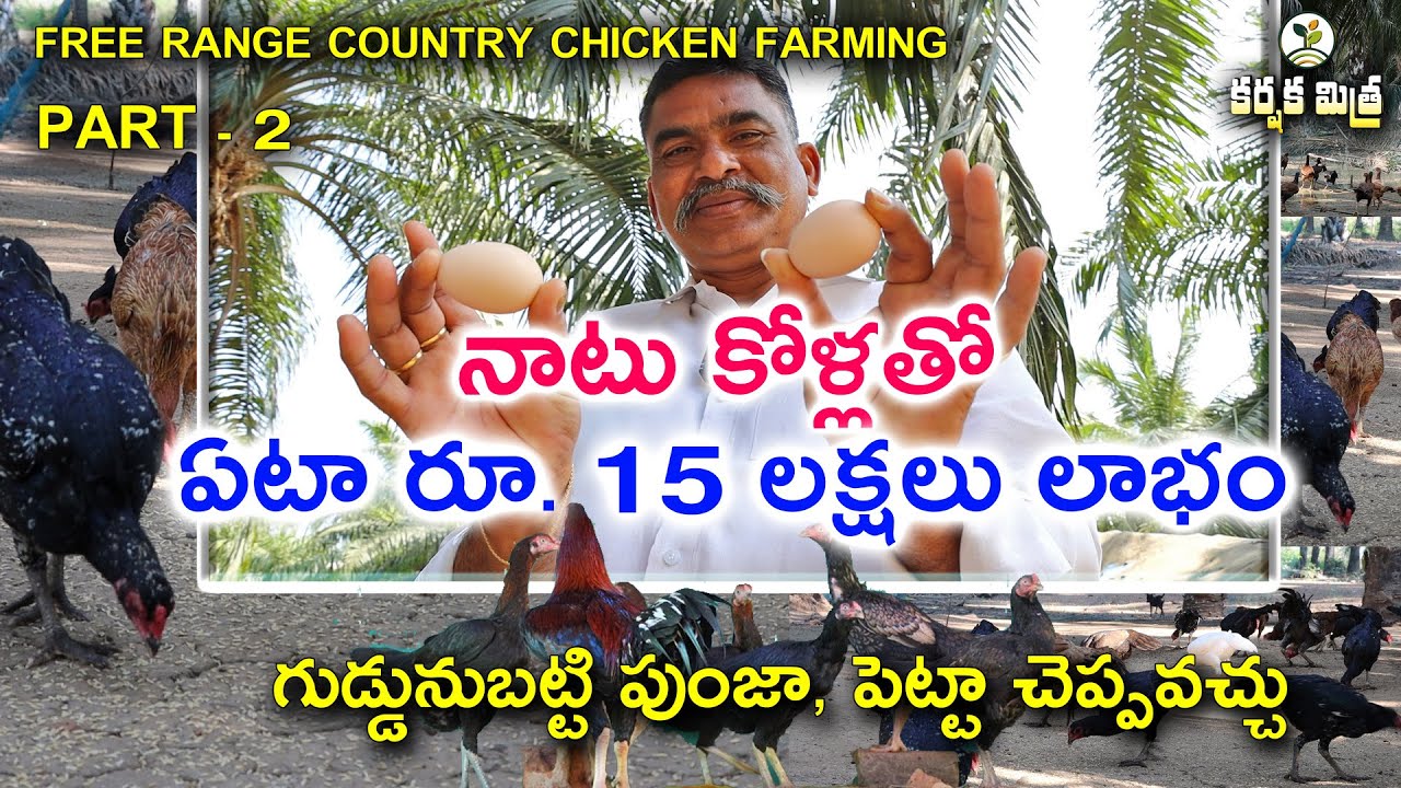 నాటు కోళ్ల పెంపకంతో ఏటా రూ. 15 లక్షలు లాభం || Asil Country Chicken farming Part -2 || Karshaka Mitra