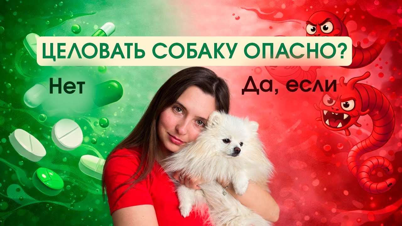 Самые частые ошибки при обработке собаки от паразитов