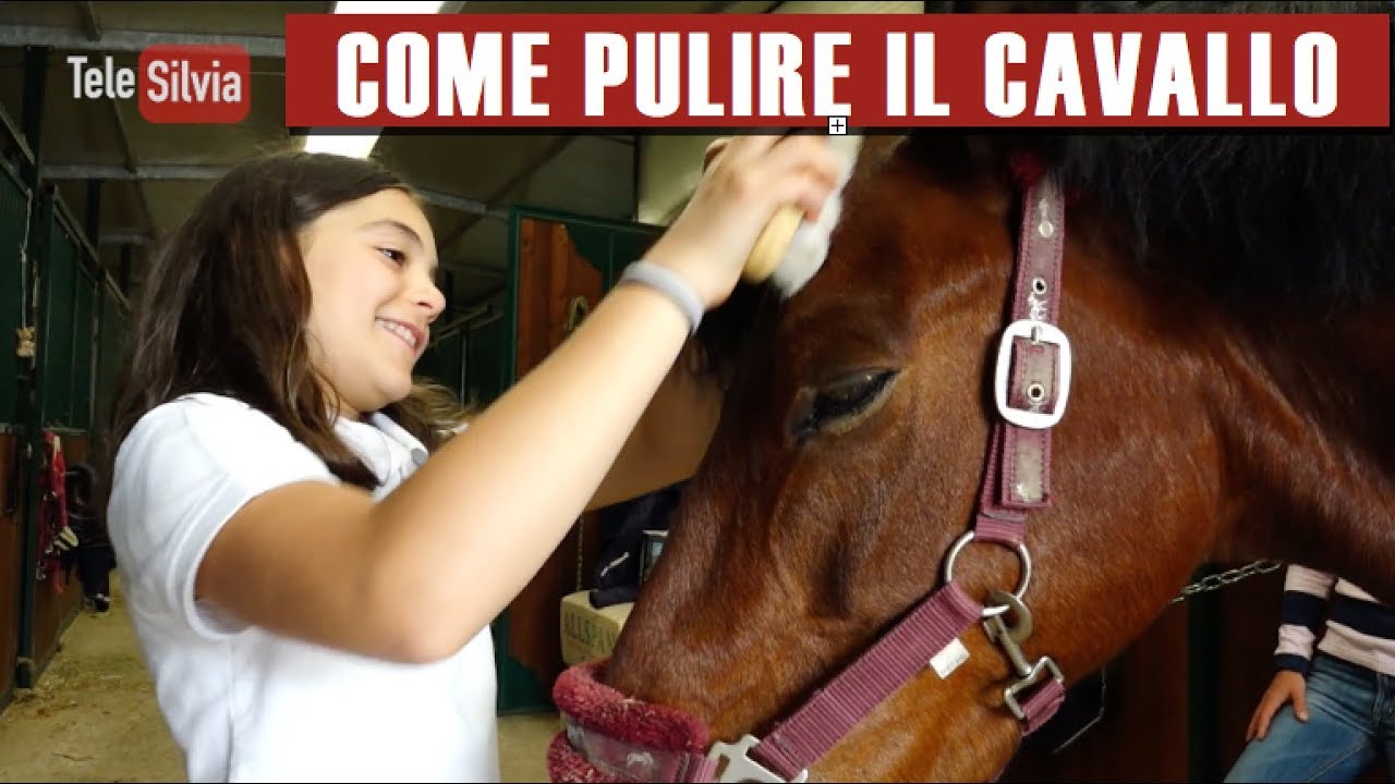 COME PULIRE IL CAVALLO - Silvia presenta l'Equitazione - puntata 20